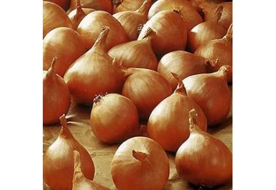 Golden Gourmet Shallots